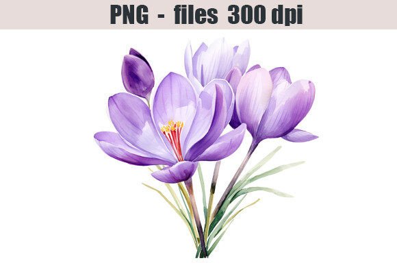 Crocus Flowers Watercolor Clipart for Editorial Illustrations