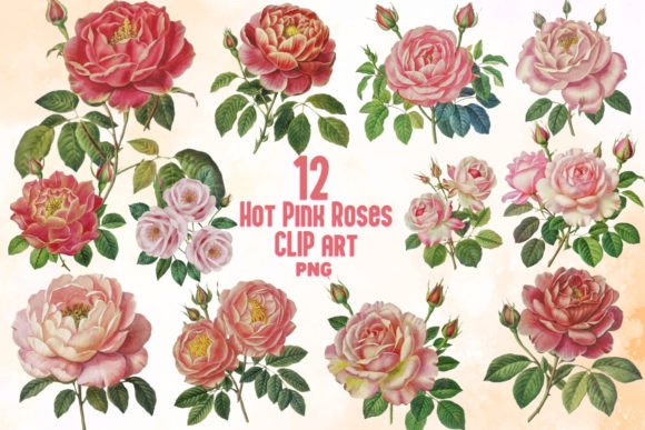 Watercolor Hot Pink Roses Clipart Bundle Review