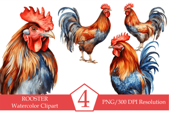 Watercolor Rooster PNG Illustrations Bundle Review
